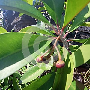 lempeni fruit is a traditional medicine for the balinese people of Indonesia