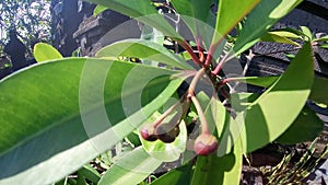 lempeni fruit is a traditional medicine for the balinese people of Indonesia