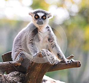 Lemur