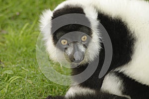 Lemur