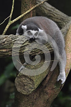 A Lemur