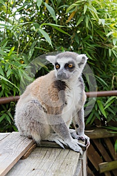 Lemur