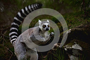 Lemur