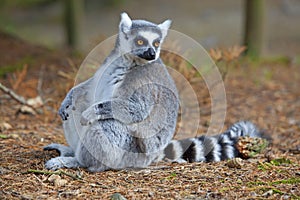 Lemur