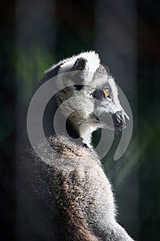 Lemur