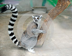 Lemur