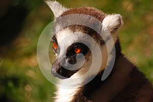 Lemur photo