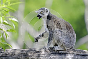Lemur