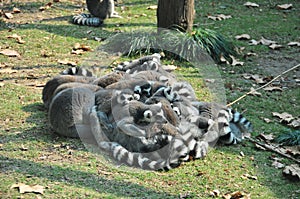 Lemur