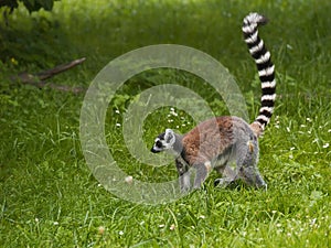 Lemur