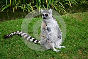 Lemur