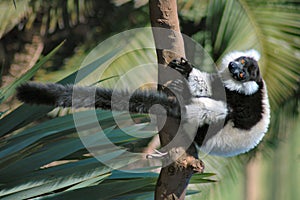 Lemur