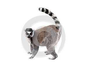 Lemur