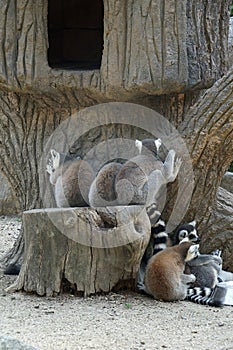 Lemur