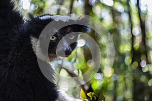 Lemur