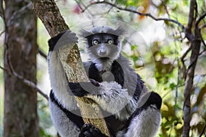 Lemur