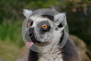 Lemur