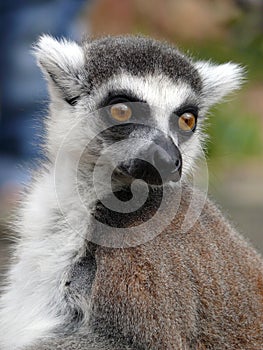 Lemur