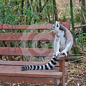 Lemur