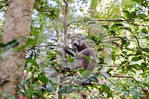 Lemur in Ankarana Park Madagascar