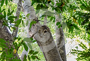 Lemur in Ankarana Park Madagascar