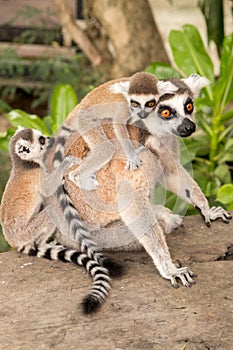 Lemur with babes on back at Khao Kheow Zoo, National Park of Thailand