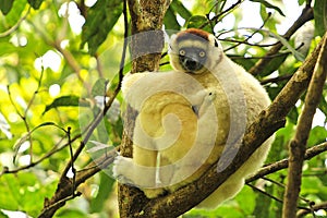 Lemur with a baby