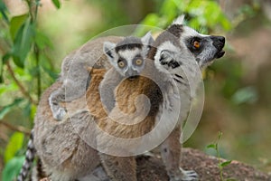 Lemur with baby