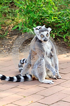 Lemur and baby