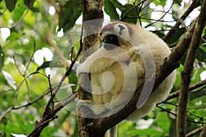 Lemur and the baby, Madagascar