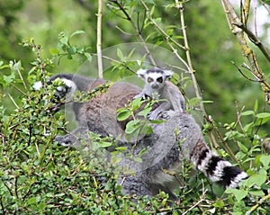 A lemur and baby