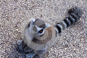 Lemur beggar, Ring-tailed Lemur