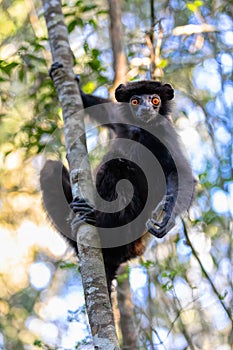 Black lemur Milne-Edwards`s sifaka, Propithecus edwardsi, Madagascar wildlife animal photo