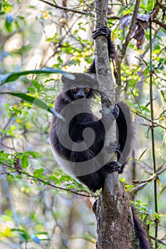 Black lemur Milne-Edwards`s sifaka, Propithecus edwardsi, Madagascar wildlife photo