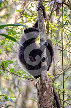 Black lemur Milne-Edwards\'s sifaka, Propithecus edwardsi, Madagascar wildlife animal photo