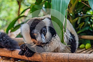 Lemur, black-and-white ruffed lemur close up in nature at Andasibe National Park
