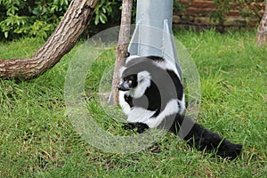 Lemur Black and white ruffed looking down at grass