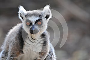 Lemur bright orange eyes