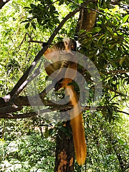 Lemur photo