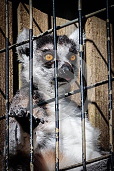 Lemur in a Cage