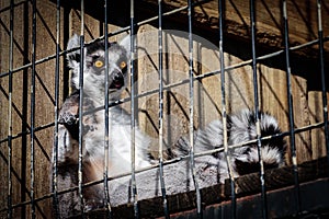 Lemur in a Cage