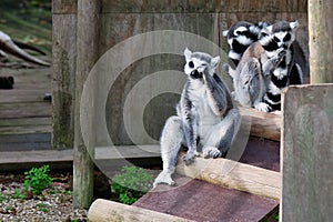 Lemur in captivity