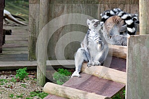 Lemur in captivity photo