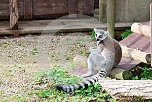 Lemur in captivity