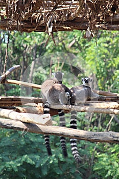 Lemur Cat in Indira Gandhi Zoological Park