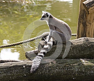 Lemur cat's primacy Madagascar zoo tail