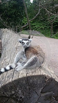 Lemur cata