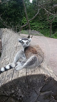 Lemur cata photo