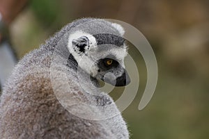 Lemur catta