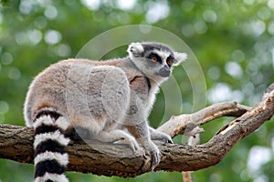 Lemur Catta